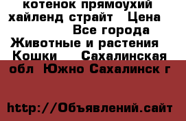 котенок прямоухий  хайленд страйт › Цена ­ 10 000 - Все города Животные и растения » Кошки   . Сахалинская обл.,Южно-Сахалинск г.